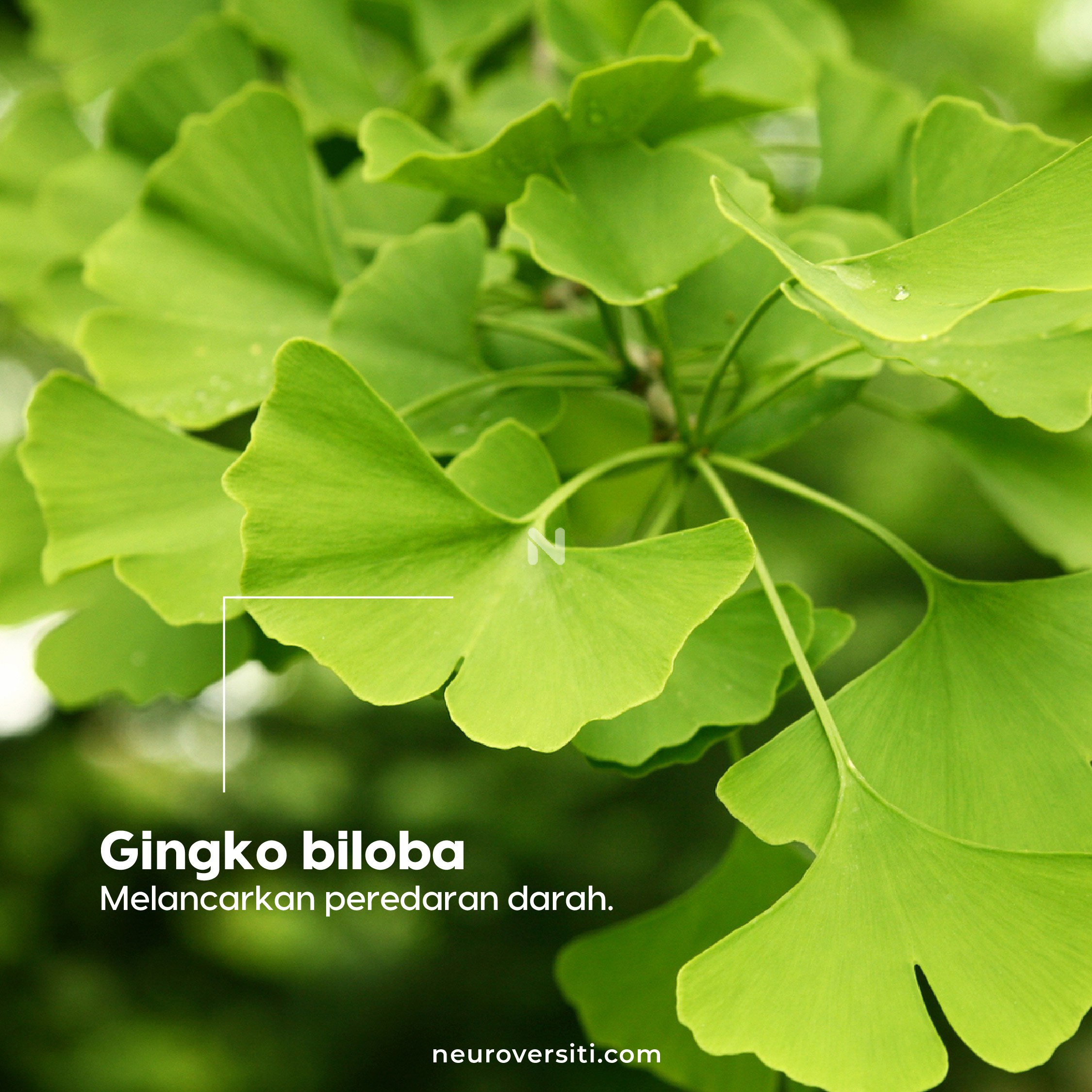 OCOC COCO + OCOC VEGAN - Image 4